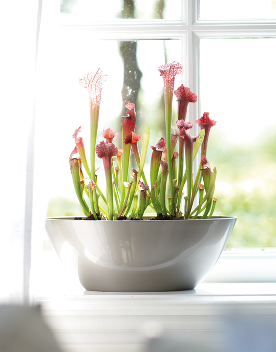 brussels diamond oval 36cm oyster pearl